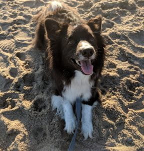 A smiling dog on the beach.